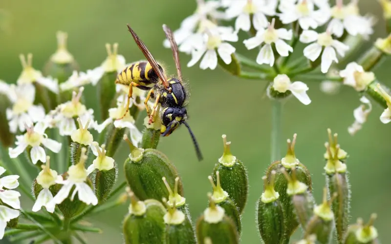 挽回爱情，你也是处于假性亲密关系的吧？