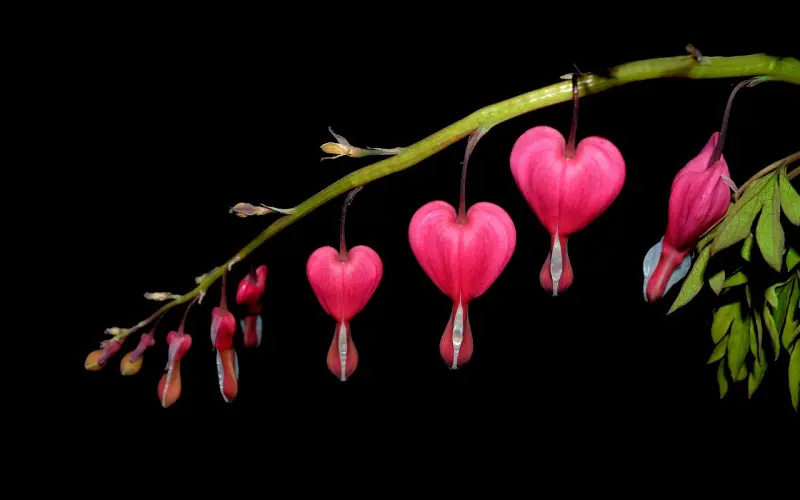 挽回妻子，就是要爱她，要真正读懂她的心