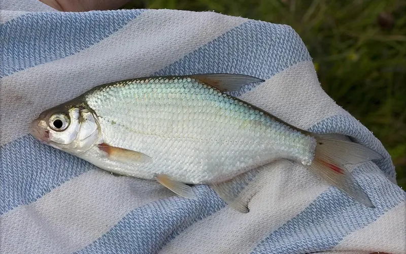 用这2个终极秘诀，随便聊聊，她就“上钩”了