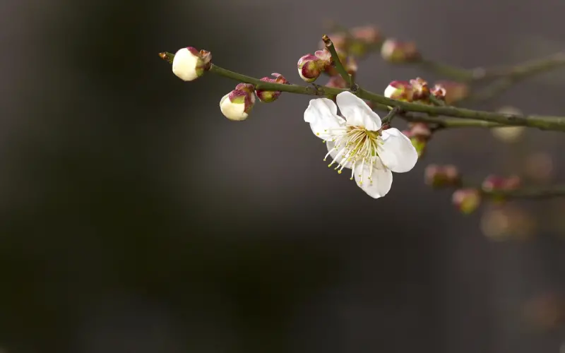 没想清楚就订婚的代价，了解一下？
