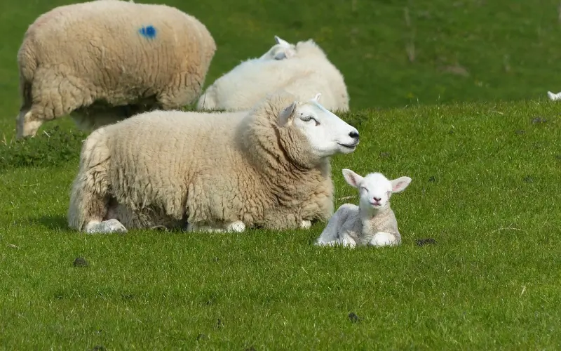 挽回老公方法之怎么挽回白羊座老公