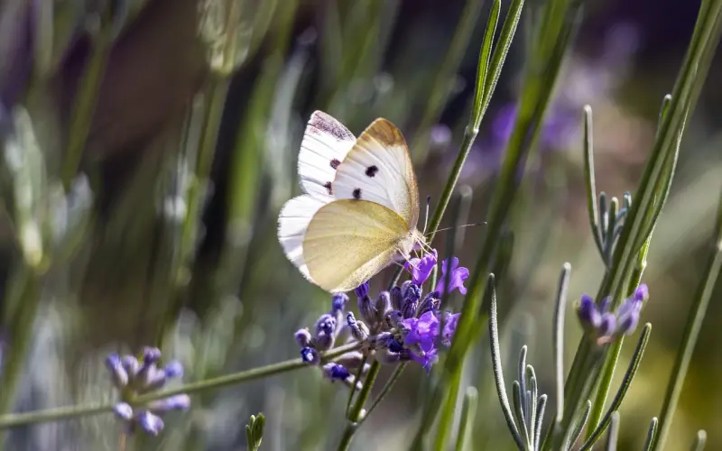 微信这么撩，轻松交往白富美，走上人生巅峰