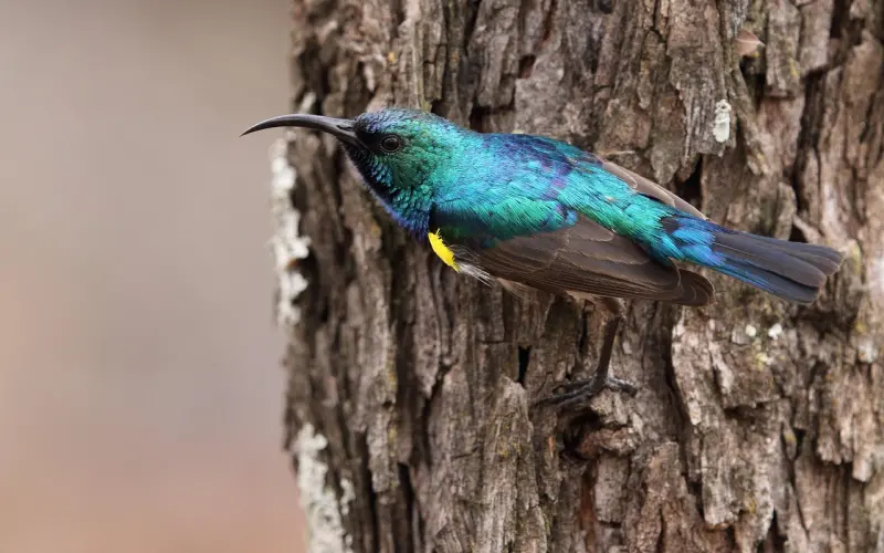 「福利」竟然可以免费领....