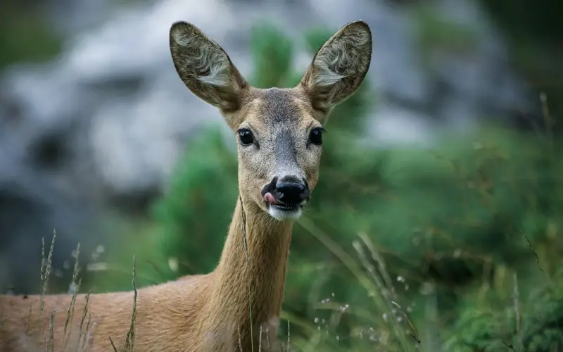 什么？爱情竟然可以 ”将就“！