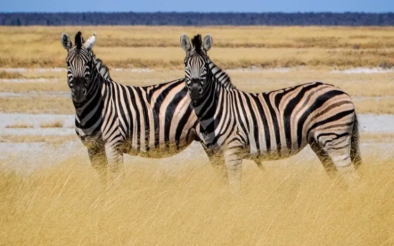 女生不想和你聊天的表现有哪些