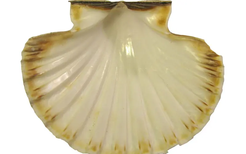 那些行为会显得女生俗不可耐？