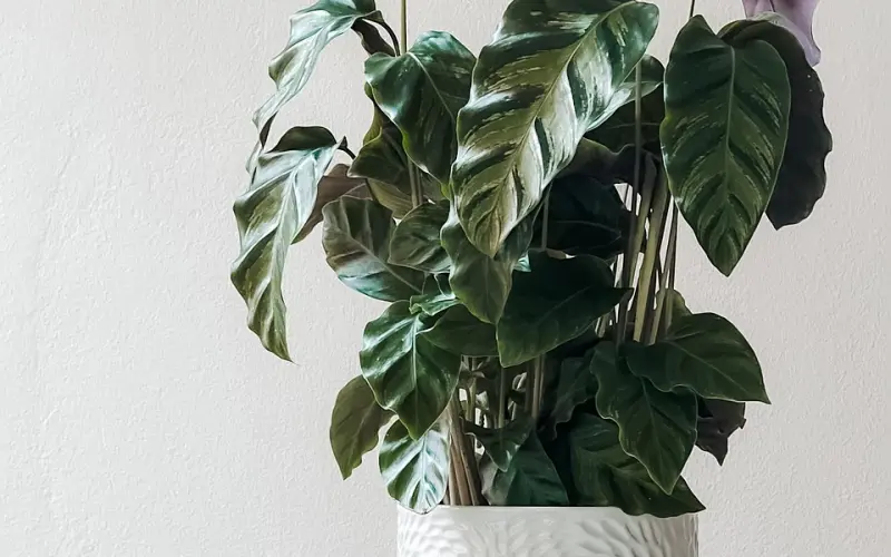 当女朋友生气时 别人家的男盆友都是怎么做的？