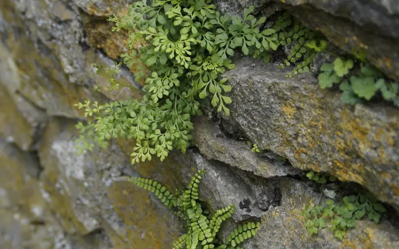 女生说得“选男朋友要求不高”是什么意思？