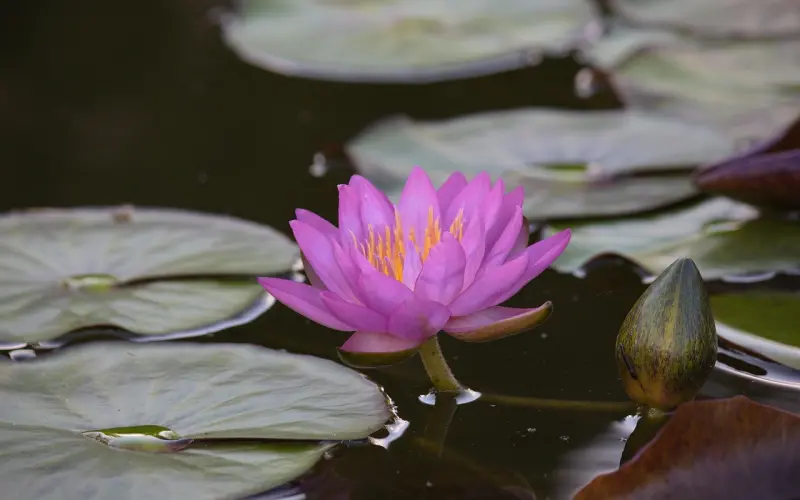 女主说自己不婚主义，到底什么意思？