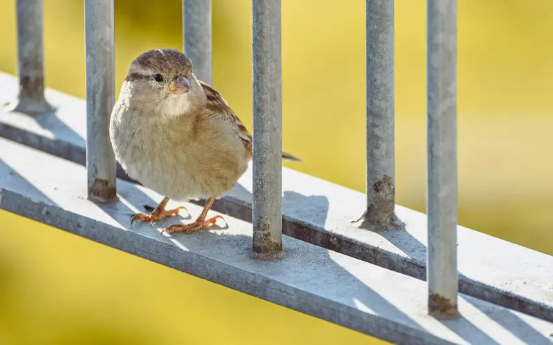 什么才是真正的好姑娘？