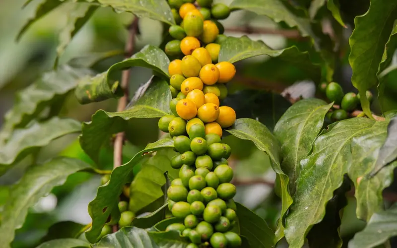 和不成熟的男生拍拖是种什么体验？