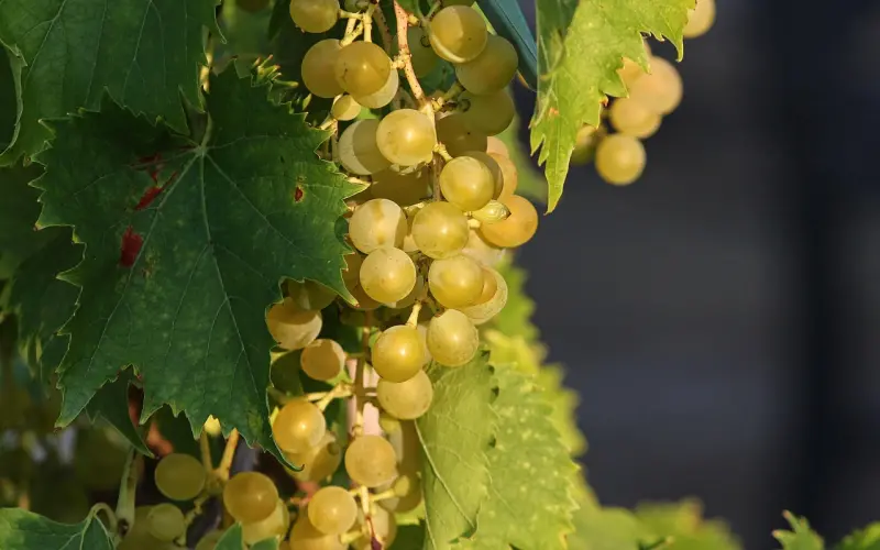 和成熟男人谈恋爱是什么感觉？