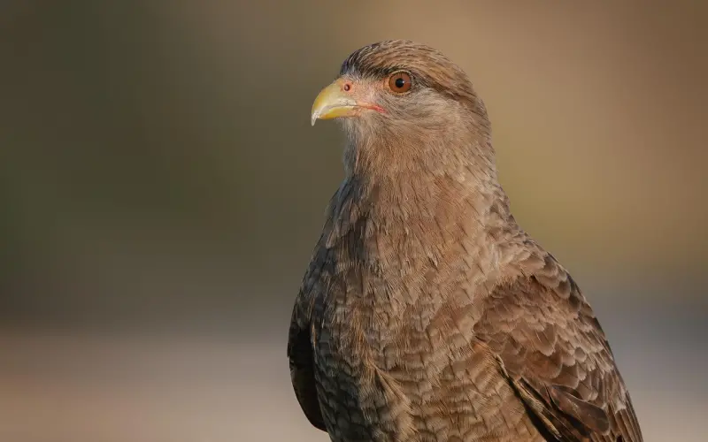 为了挽回对方，你曾说过什么犯贱的话？