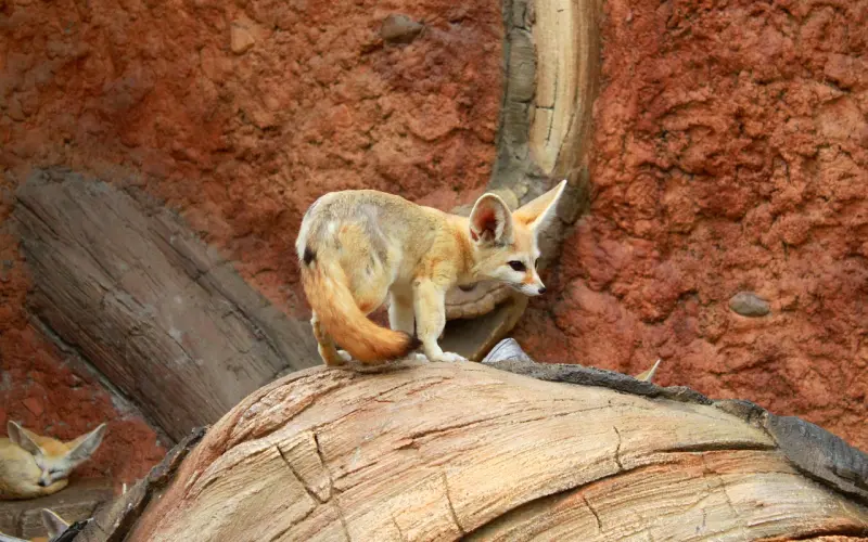 做错了挽回男友应该怎么发？实用技巧大公开！