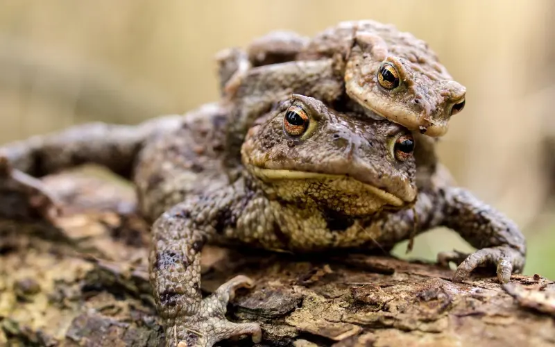 初恋的妻子爱上了别人，怎么办？