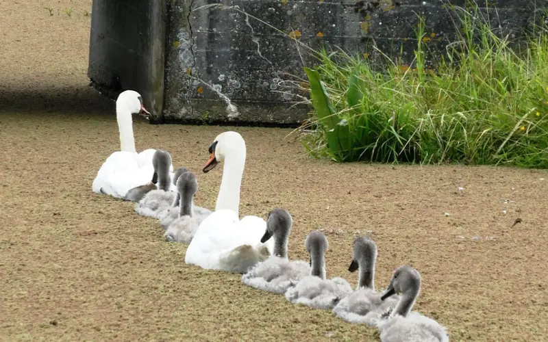 未婚先育女友不想要孩子怎么办