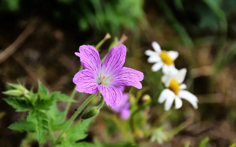 丈夫压力太大出轨怎么办，如何挽回丈夫的心？