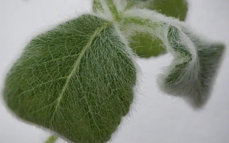 对她那么好她却拒绝我怎么办？