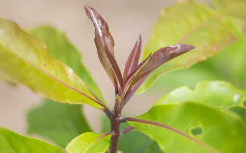 挽回前任时对方遇到困境怎么办？这样做会让他对你上瘾！