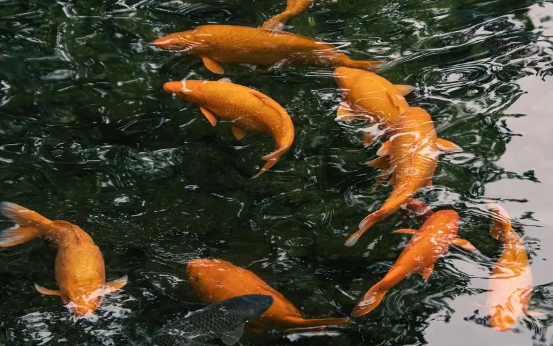 恋爱时该聊些什么话题