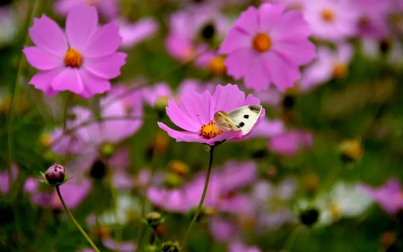 初吻是怎样一种体验？