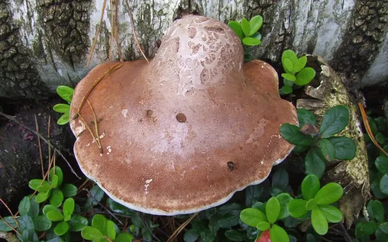 男人追求你时，没说过这些话，八成是在假装喜欢你