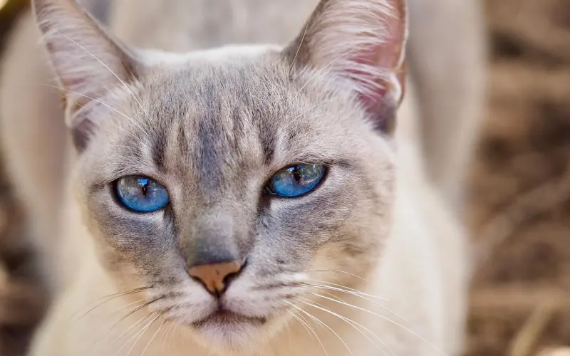 当真心遇到欺骗，她是隐忍还是反抗？