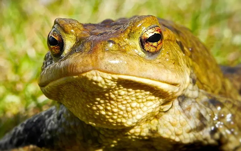 亲吻时妹子推开你“我们还不熟。”看我怎么拿下的