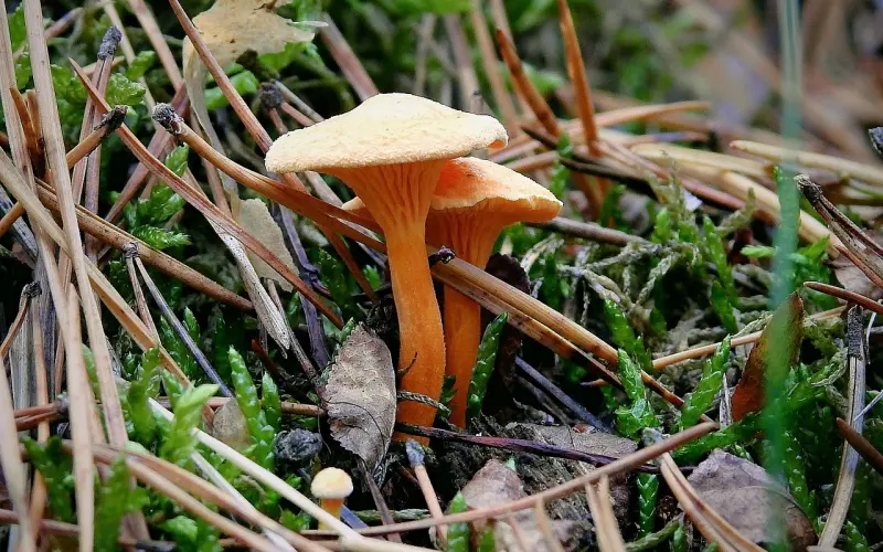 恋爱时你中了他给你下的毒，挽回时记得给他下回去