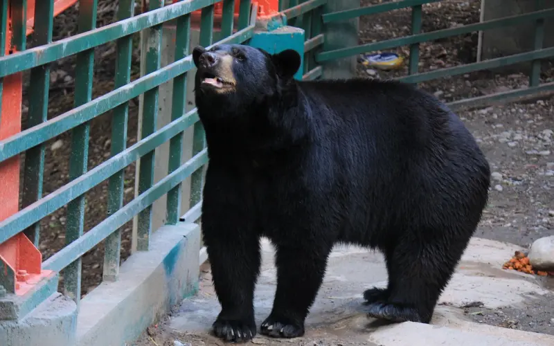 男人爱你还是撩你，看他“吻”你时 的这个小动作就知道，错不了