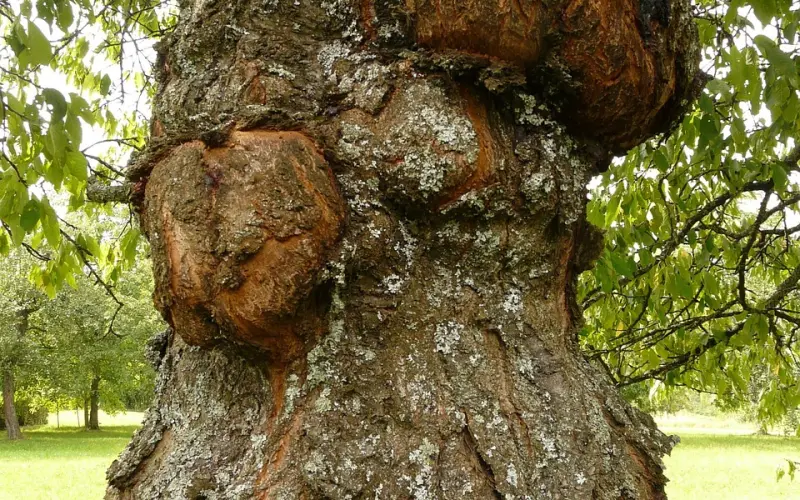 为什么篮球场上，总是聚集了大批“直男癌”？