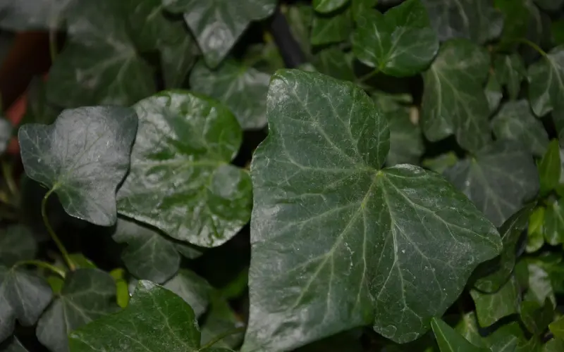 “为什么遇到渣男的总是你？”