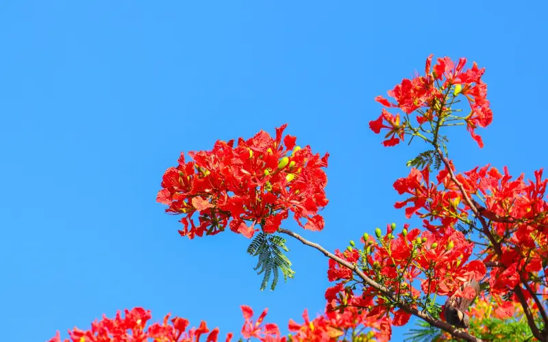 为什么说不要找凤凰男做伴侣？