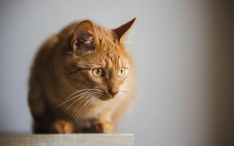 你凭什么觉得你就是全世界的小公举？