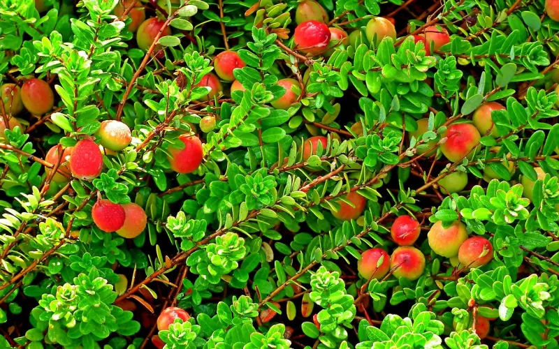 为什么越懂事的女人，越没男人疼？