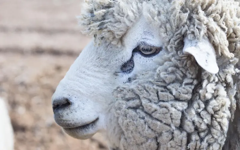 挽回白羊座女友女友？陷入绝境，这三招让你的爱情死灰复燃