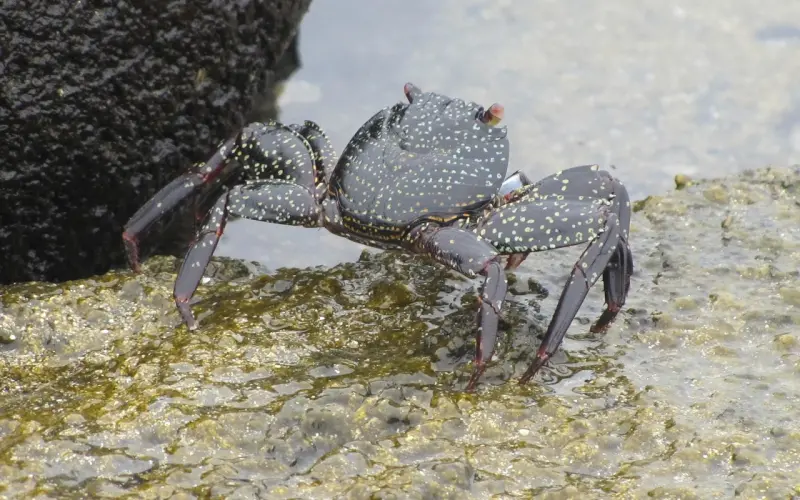 挽回巨蟹座男友：念旧的巨蟹座很容易被感动