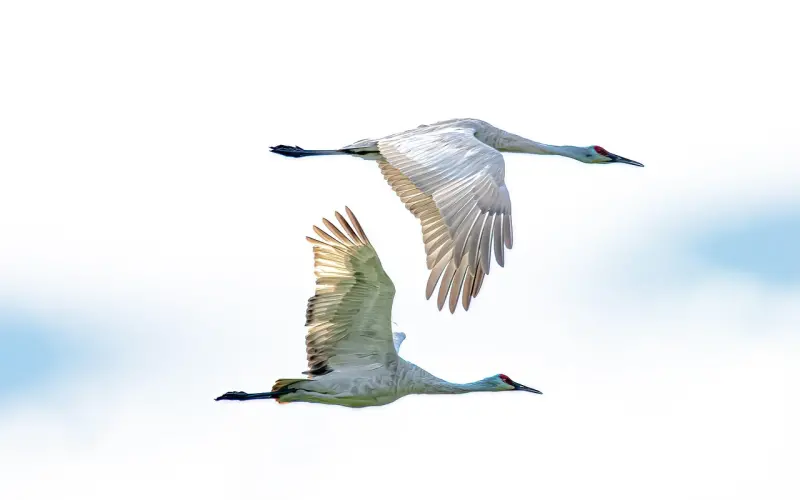 堪称神颜，巴掌脸，98年的斋藤飞鸟比初恋还甜！