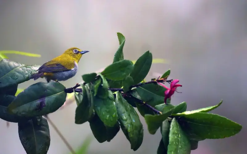 泪目，疫情之下相濡以沫的爱情令人感动！