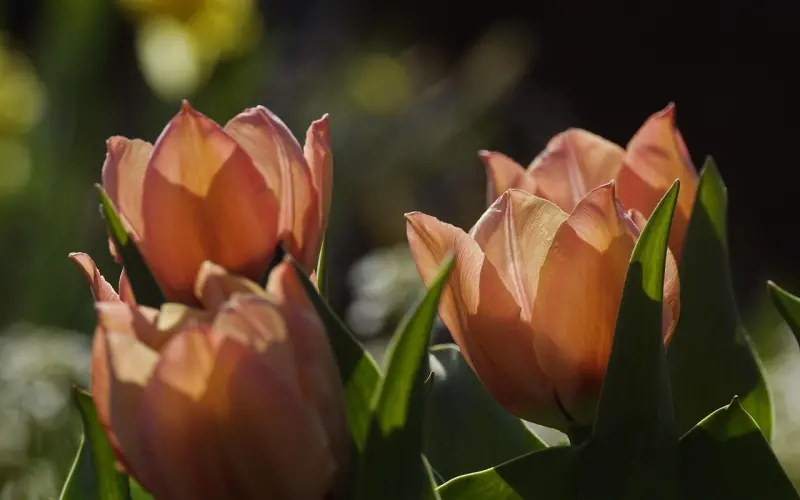 女人啊，戏最多了