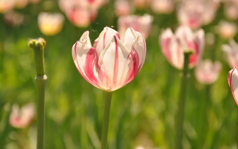 命苦的女人，往往喜欢说这三句话，很准！