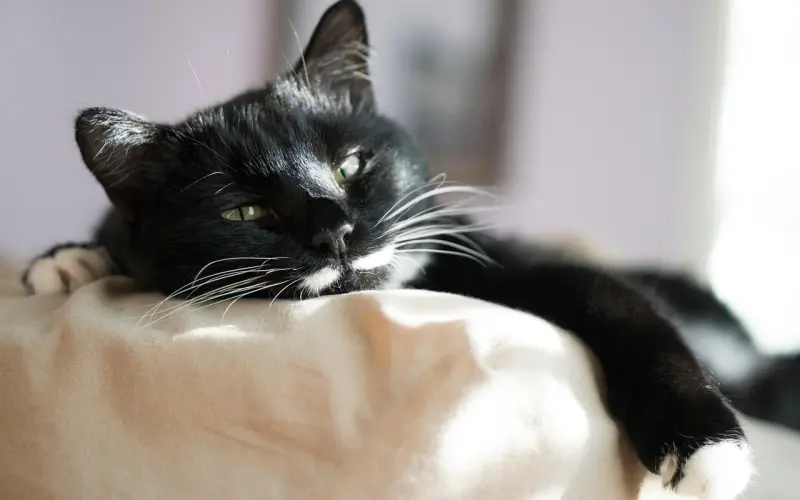 女人是愿意找一个单纯的小白，还是找一个找玩够了的男生？