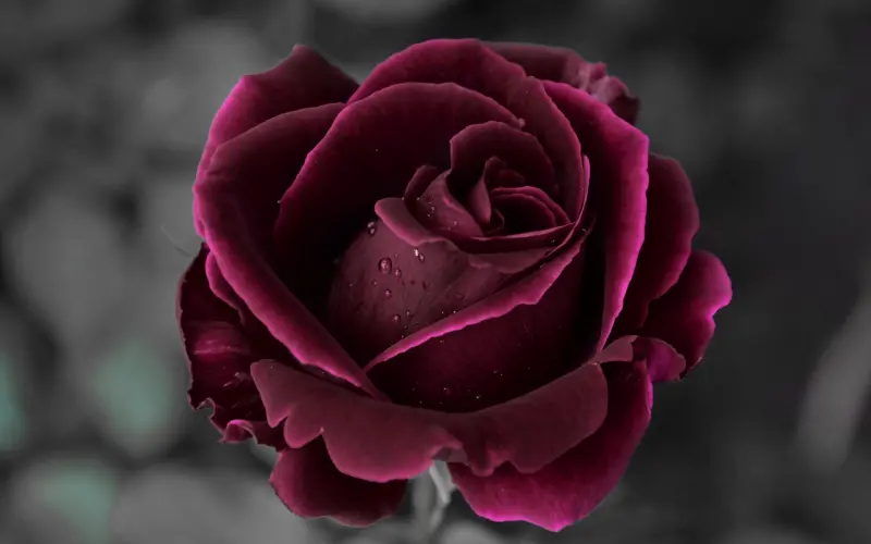 奚梦瑶何猷君强强联合：一段好的感情，不单要有爱情，还要双赢