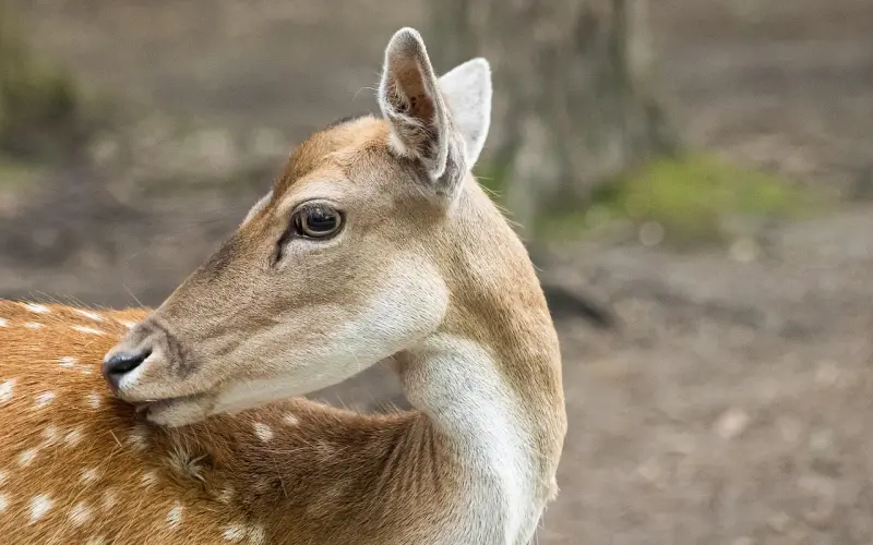 小鹿官方福利：520脱单14式