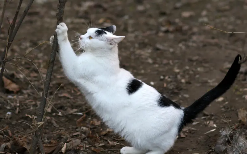 挽回要带点必要的主动