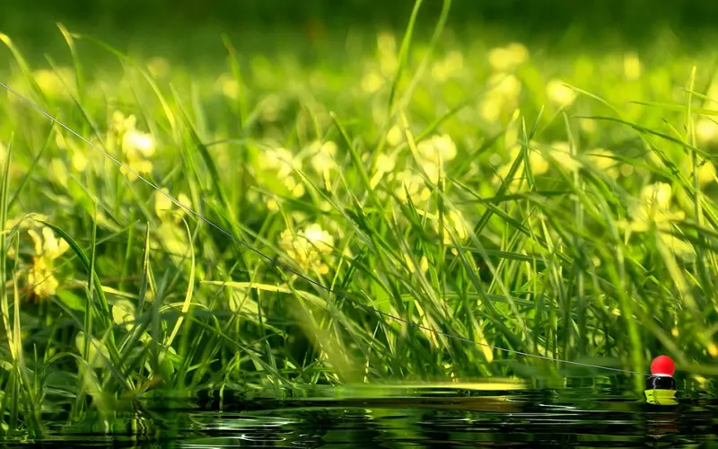 你说你从来不爱钓鱼，却承包着一池鱼塘！