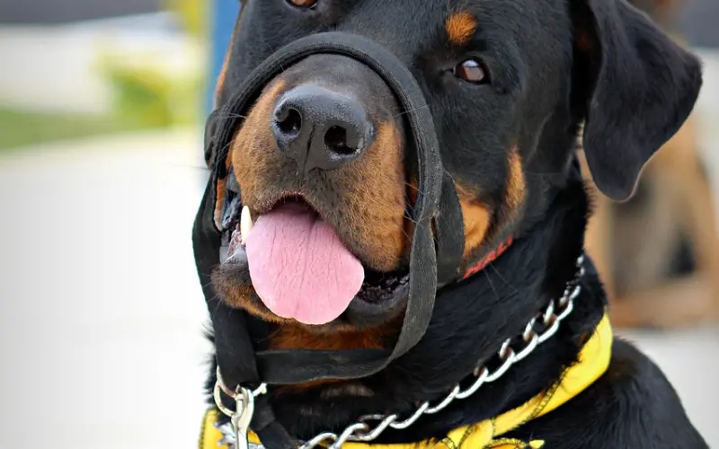 你做的并不好，你为何可以放弃？