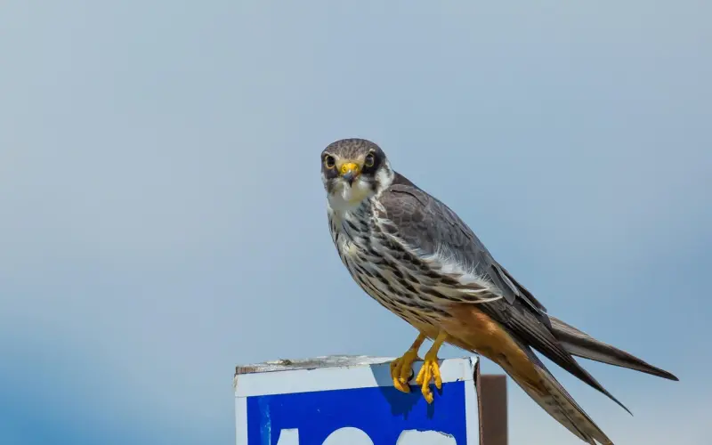 章子怡：强大的女人，无所畏惧