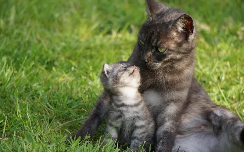 朱雨辰：妈宝男也有苦衷