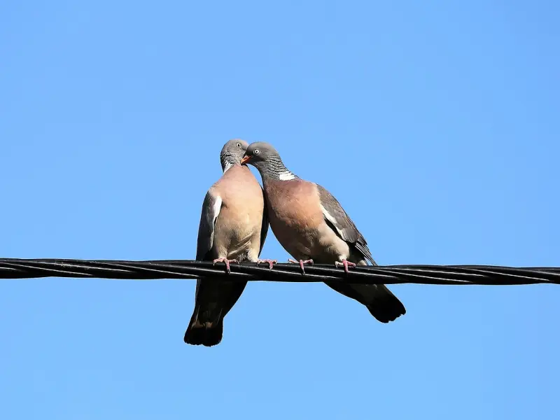 恋爱中提升好感的10个恋爱小细节！你都知道哪些？
